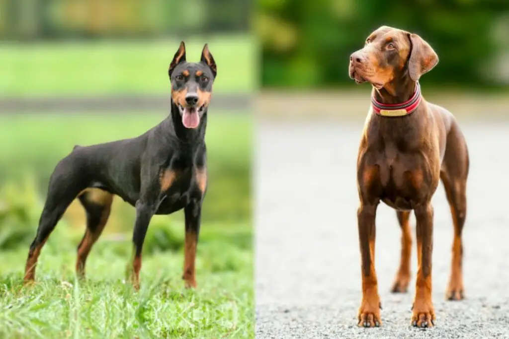 Amerikaanse versus Europese doberman
