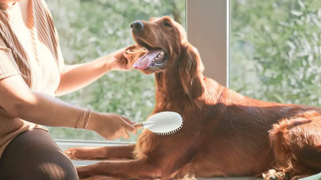 zijn golden retriever Shed Heavyly