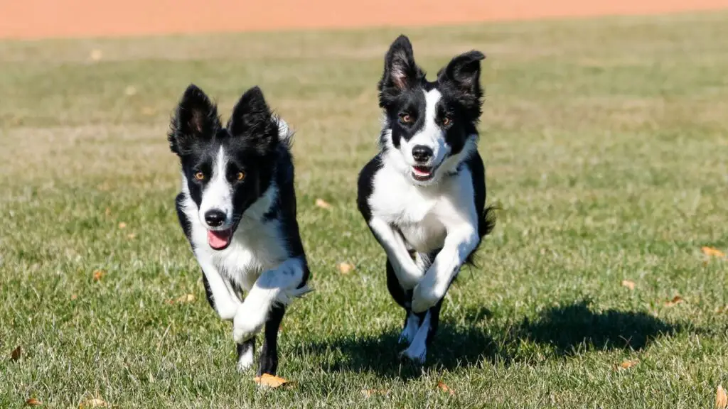 border collie-energie