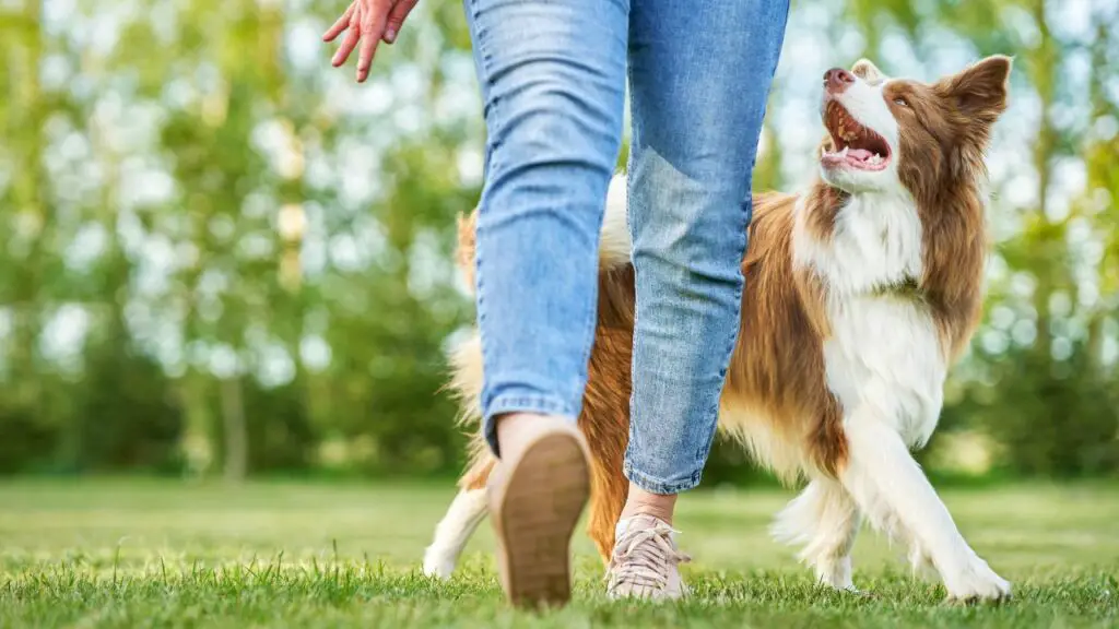 zijn border collies vriendelijk