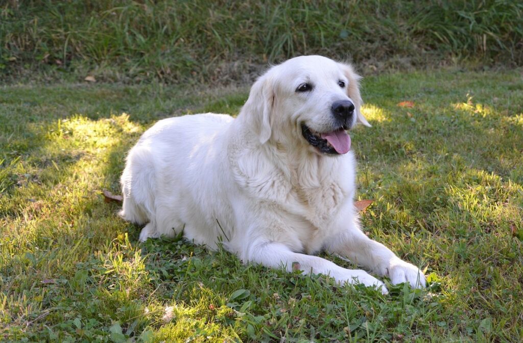 Zijn honden meer beschermend tegenover vrouwelijke eigenaren
