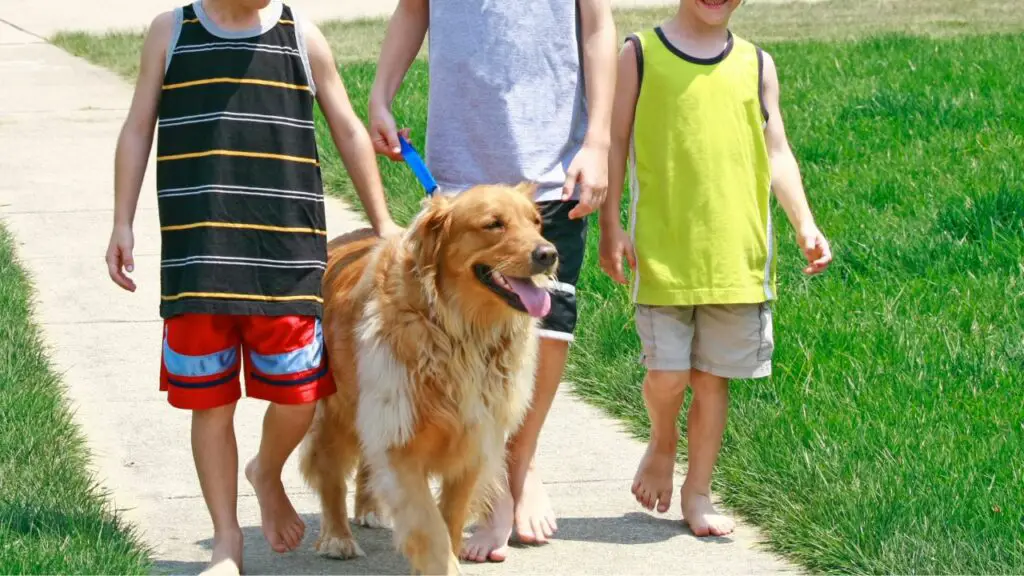 zijn golden retriever goed met kinderen