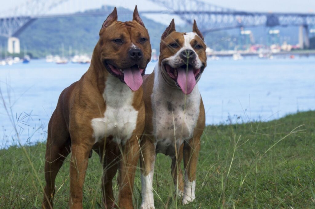 zijn mannelijke honden meer beschermend tegenover vrouwelijke eigenaren
