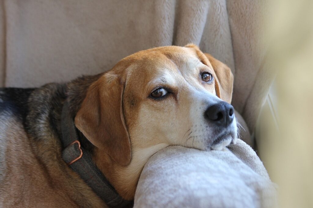 zijn mannelijke of vrouwelijke honden beter voor gezinnen
