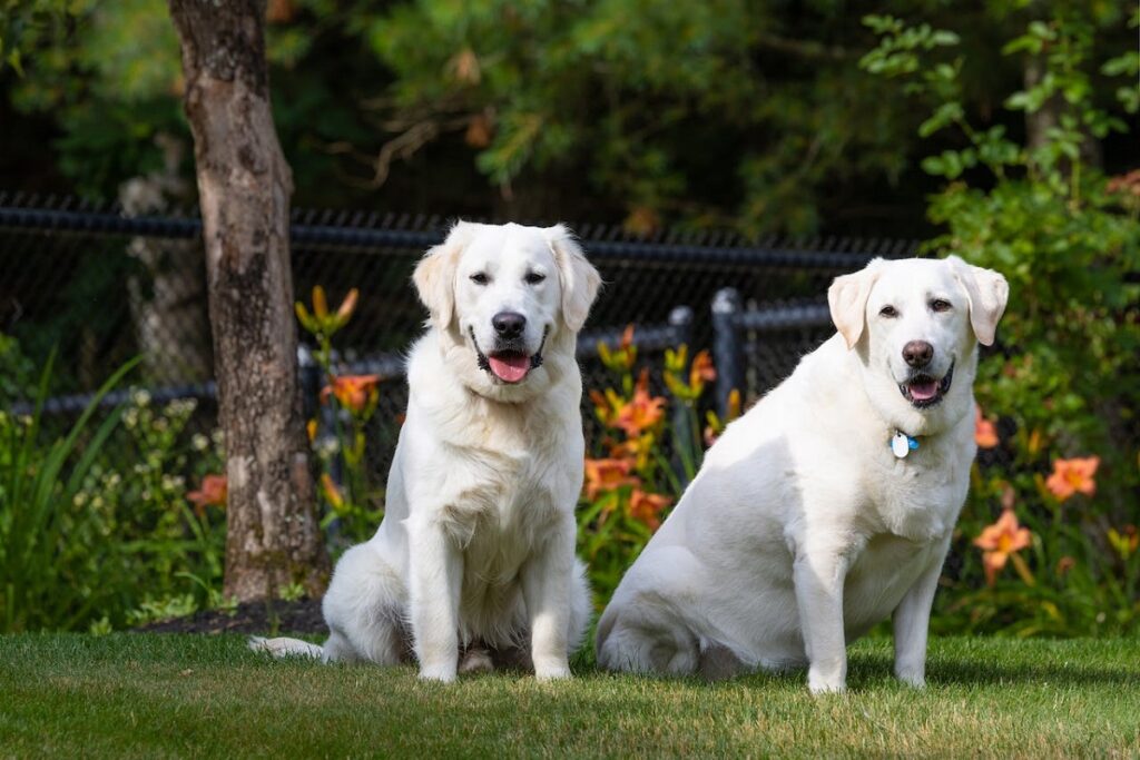 zijn mannelijke of vrouwelijke honden betere waakhonden
