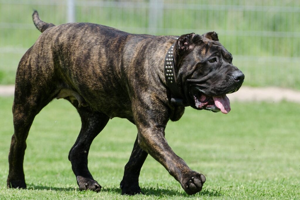 zijn vrouwelijke honden meer beschermend