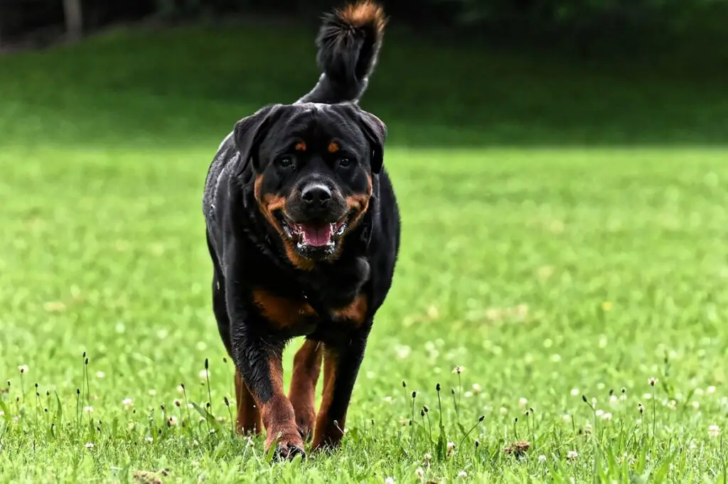 zijn rottweiler goed voor beginnende eigenaren