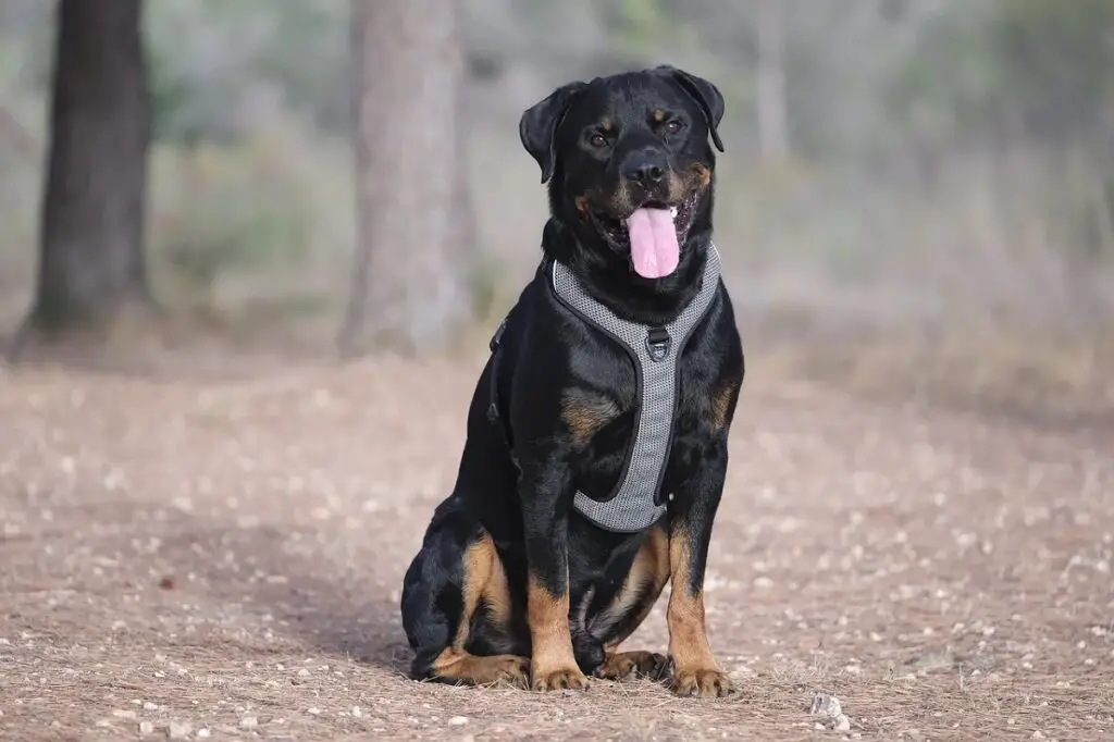 zijn rottweilers goede huisdieren
