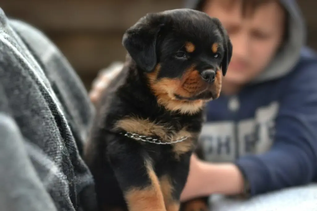 zijn rottweilers goed met kinderen
