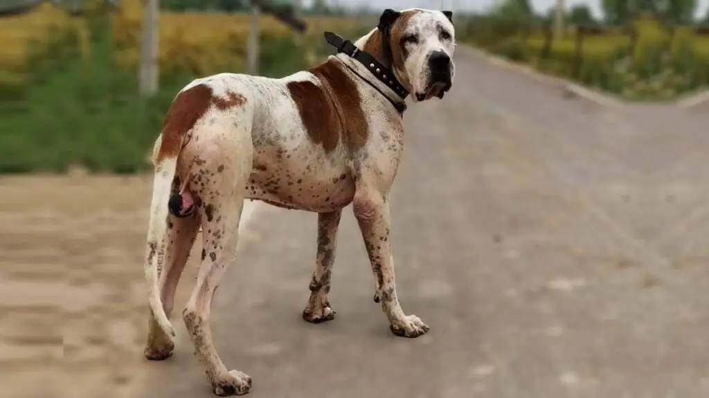 Aziatisch uitziende honden
