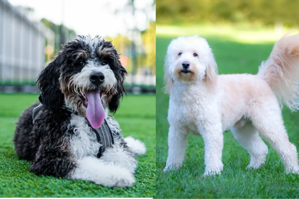 bernadoodle versus goldendoodle