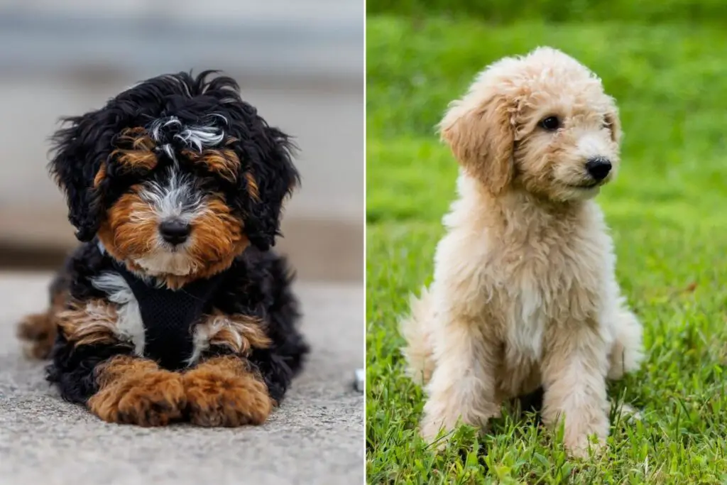 bernedoodle en goldendoodle