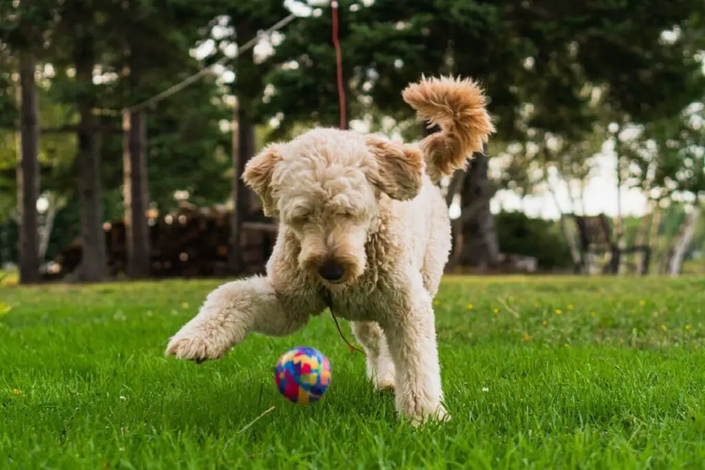 bernedoodle of goldendoodle