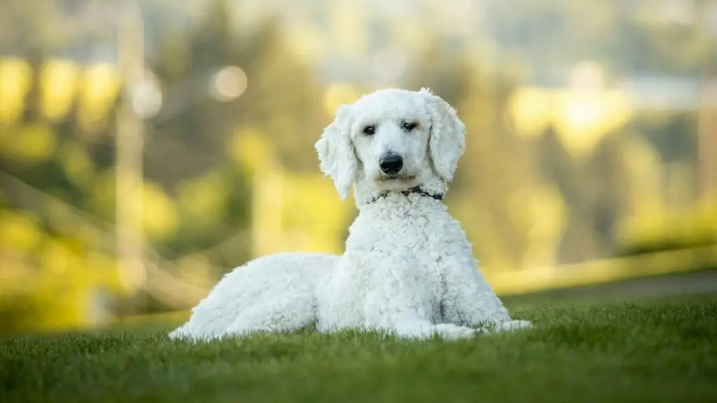 beste honden voor jonge werkende stellen