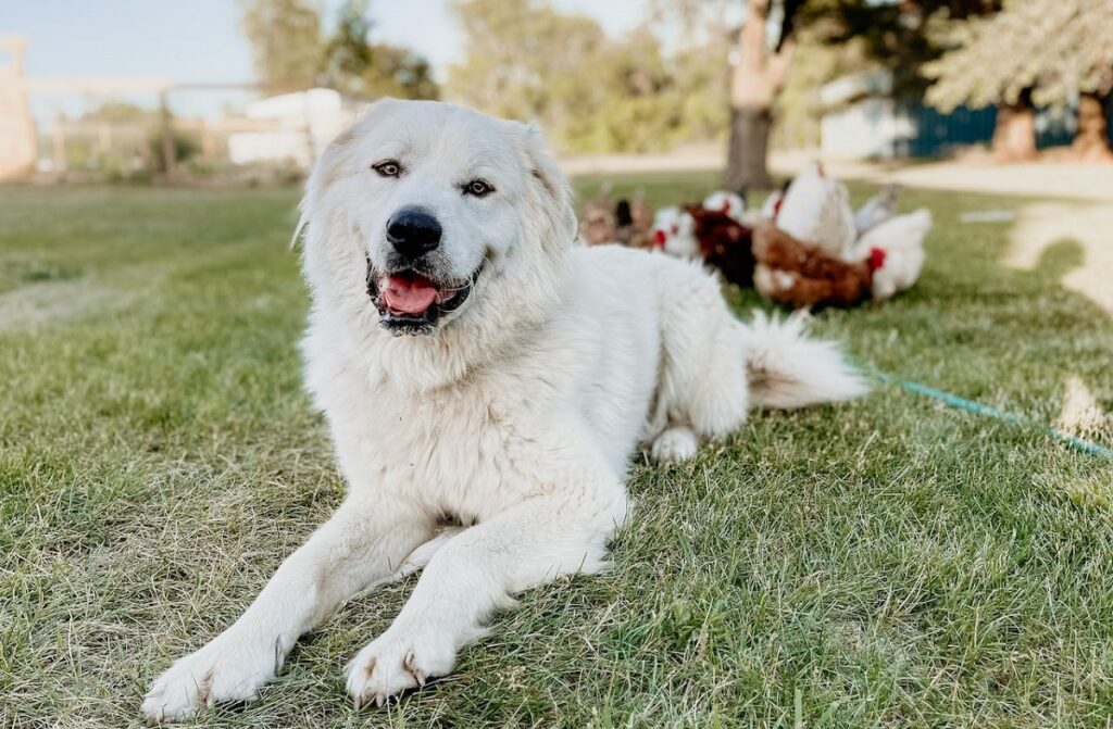 beste hond voor veiligheid
