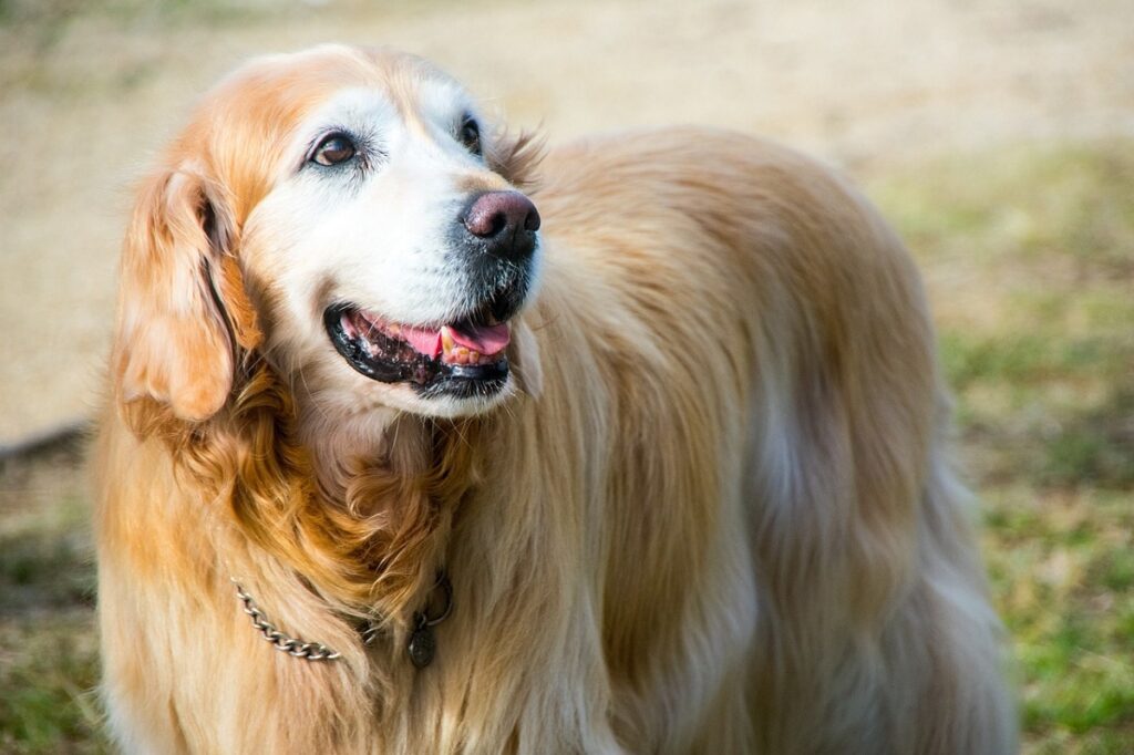 beste honden voor katten
