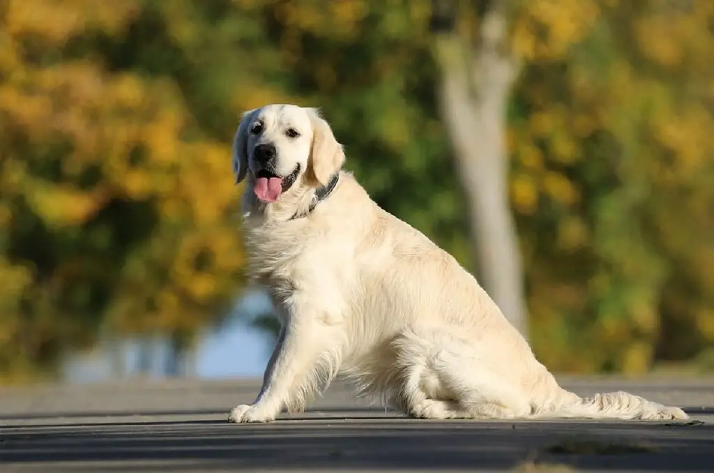 beste honden voor beginnende eigenaren
