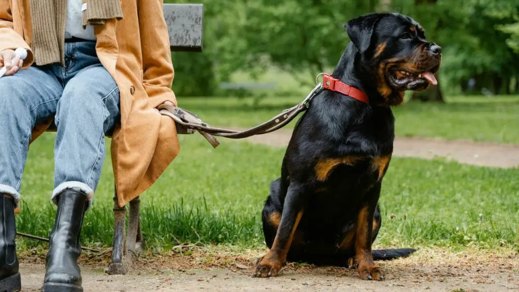 beste honden voor bescherming