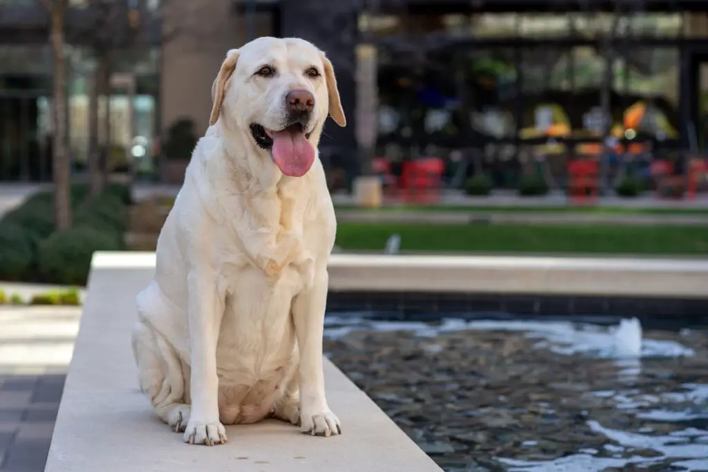 beste honden om te hebben
