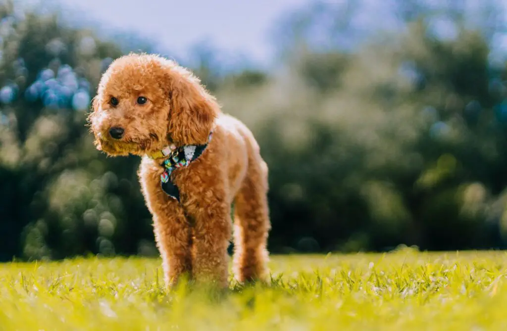 beste honden om te bezitten
