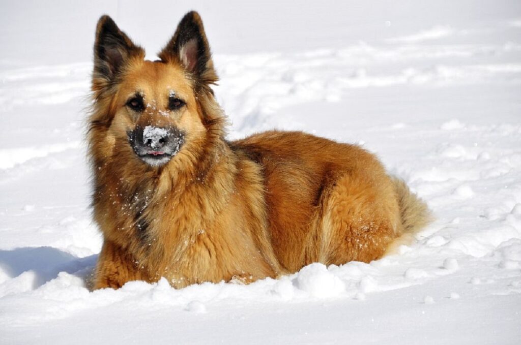 beste waakhonden voor koud weer
