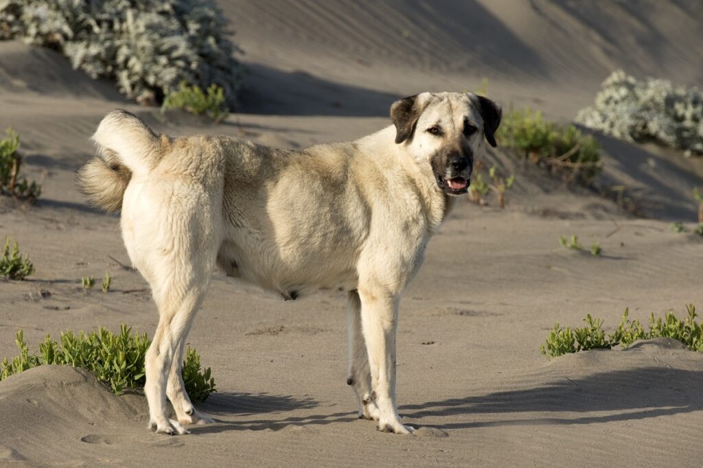 beste waakhonden voor buiten
