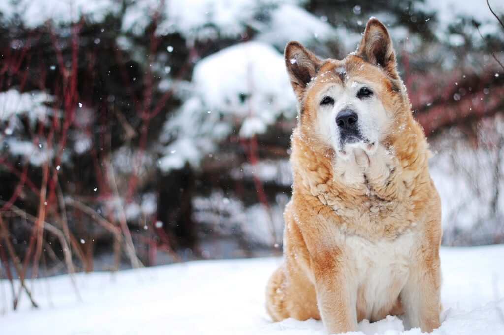 beste waakhonden buiten
