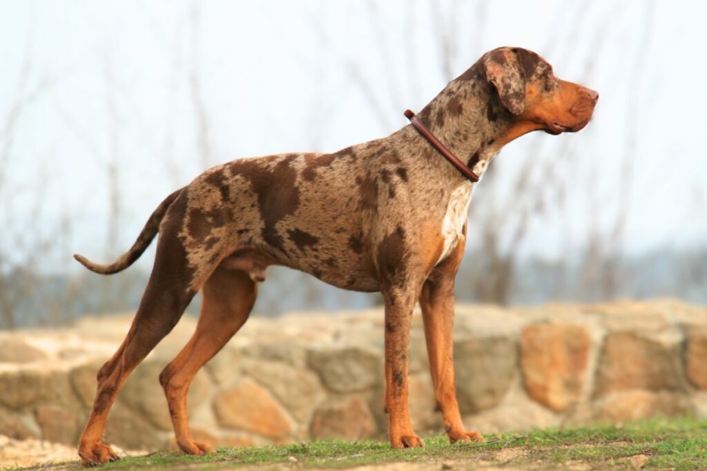 grote hond met korte staart
