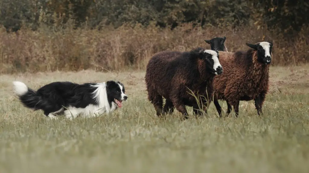 zijn border collies waakhonden