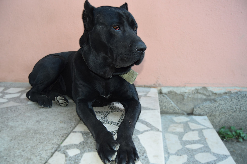 gezondheidsproblemen van cane corso