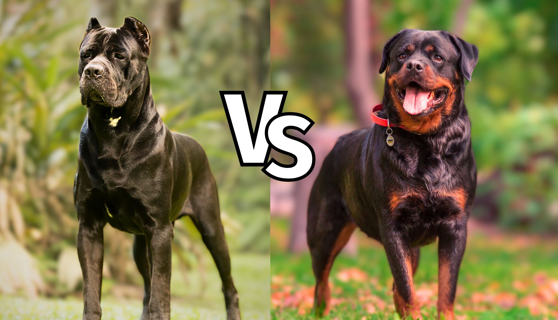 can corso vs rottweiler