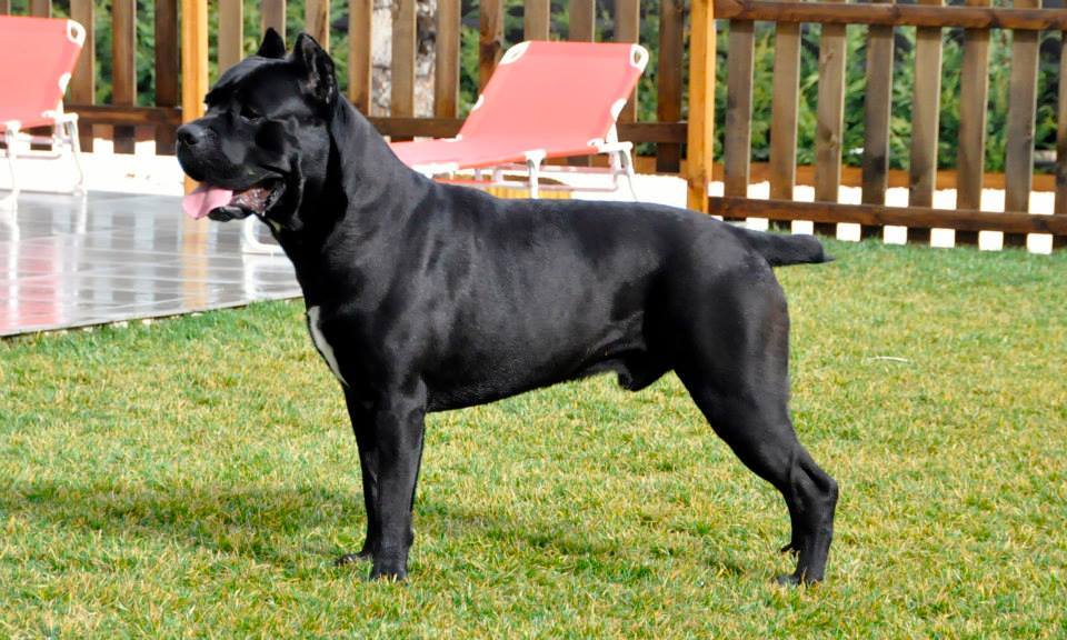 cane corso waakhond
