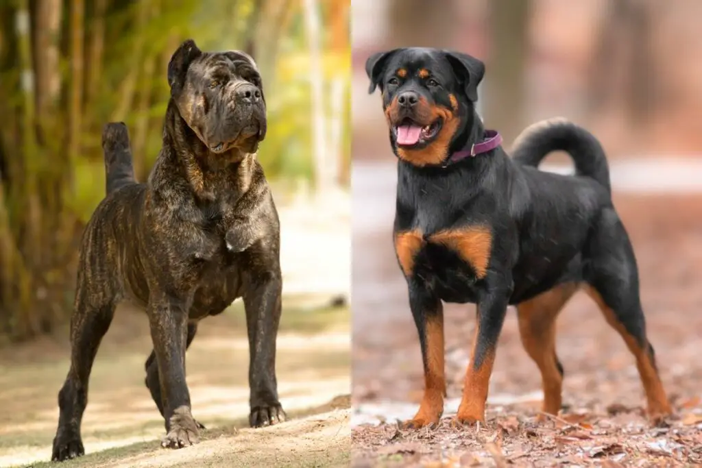 rietcorso of rottweiler