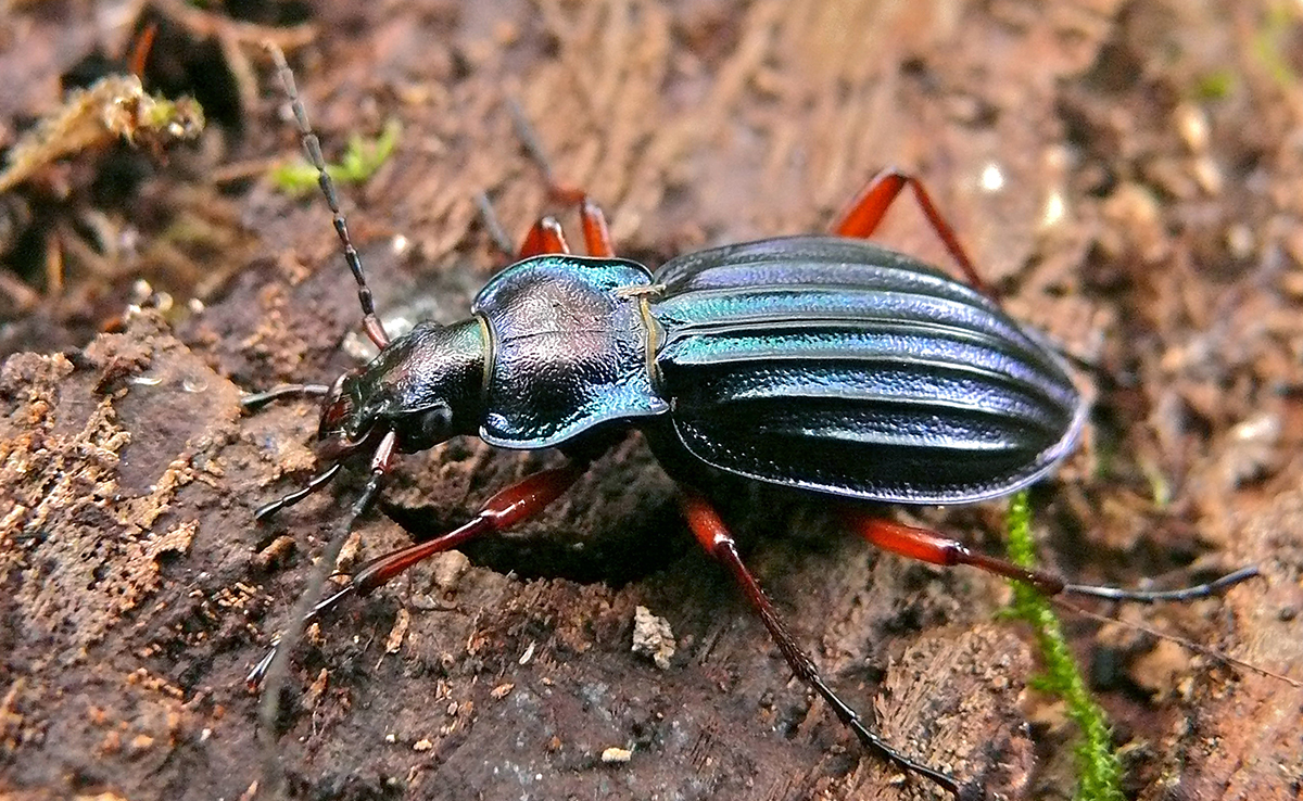 Loopkevers, echt nuttige insecten in de tuin!