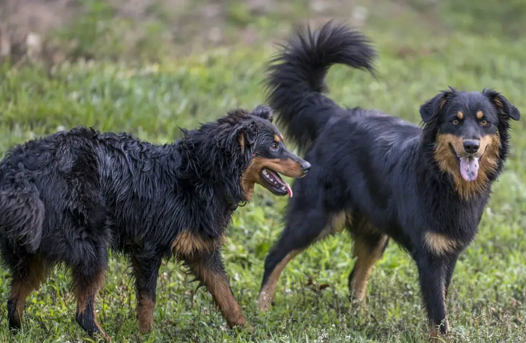 collie-herdershond
