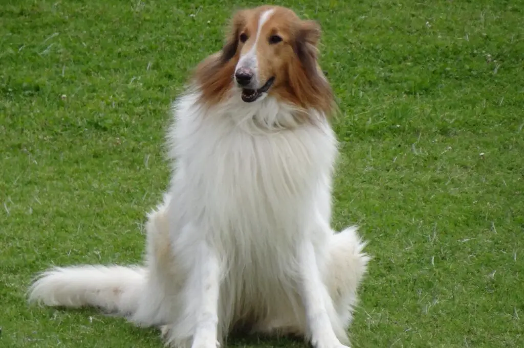 collie hond
