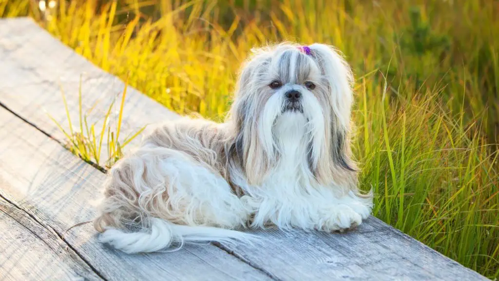 nadelen van Shih Tzu 