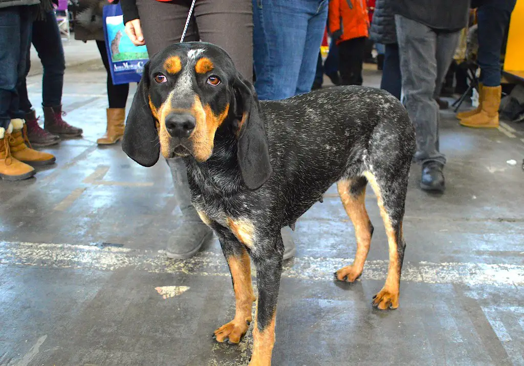 coonhound hond