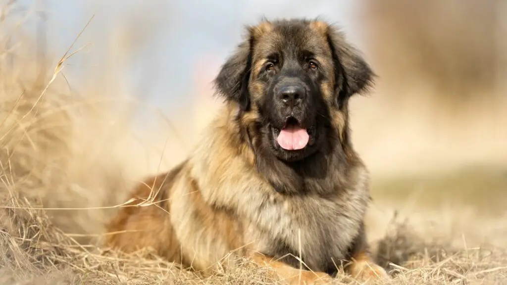 kosten Leonberger hond