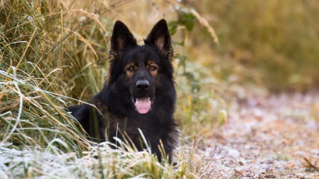 verschillende soorten Duitse herders
