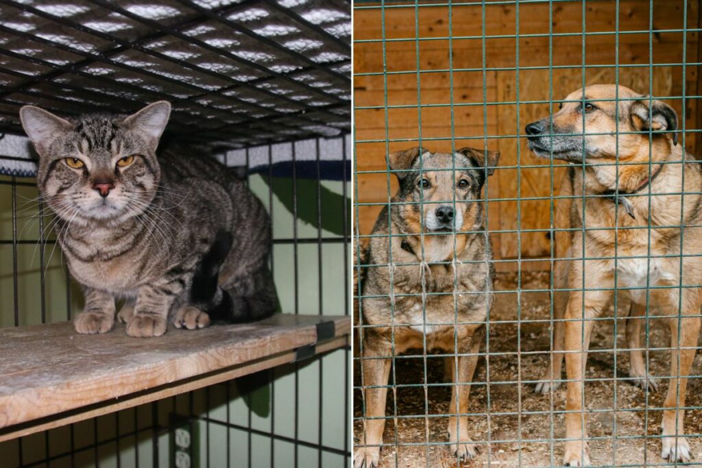 Eten Chinezen katten en honden?
