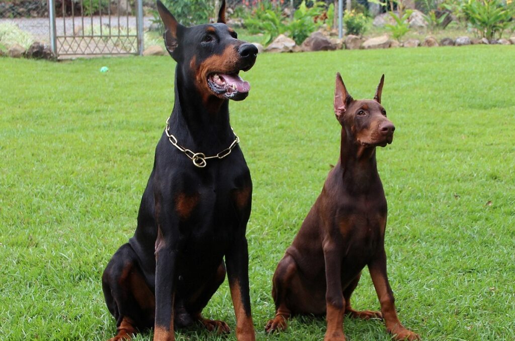 doberman levensverwachting man
