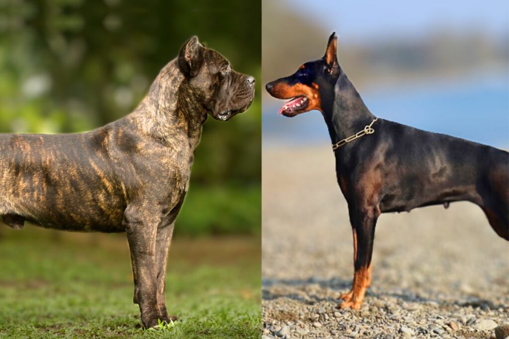 doberman versus rietcorso
