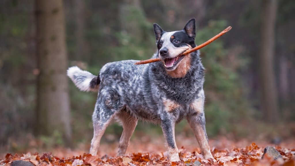 hond in de woestijn
