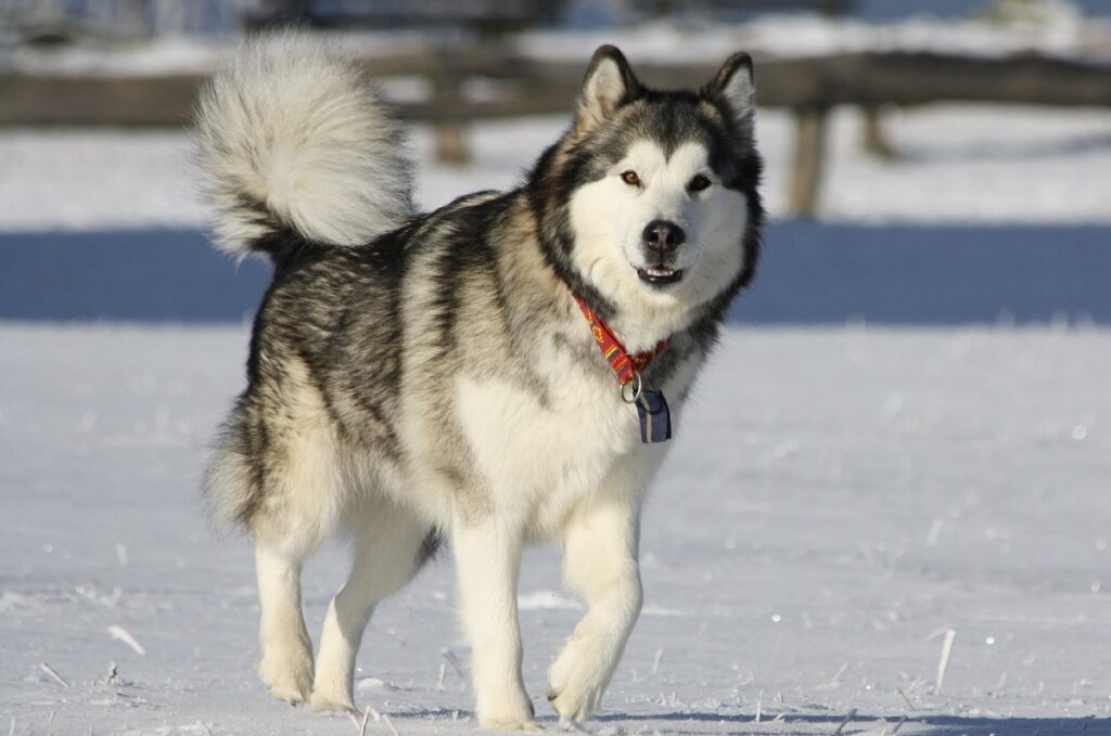 hond die een wolf kan doden