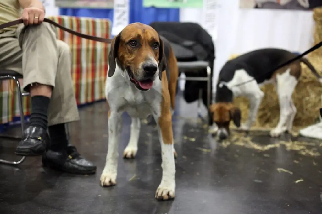 hond met het beste reukvermogen