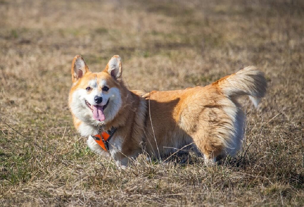 honden geboren met korte staarten
