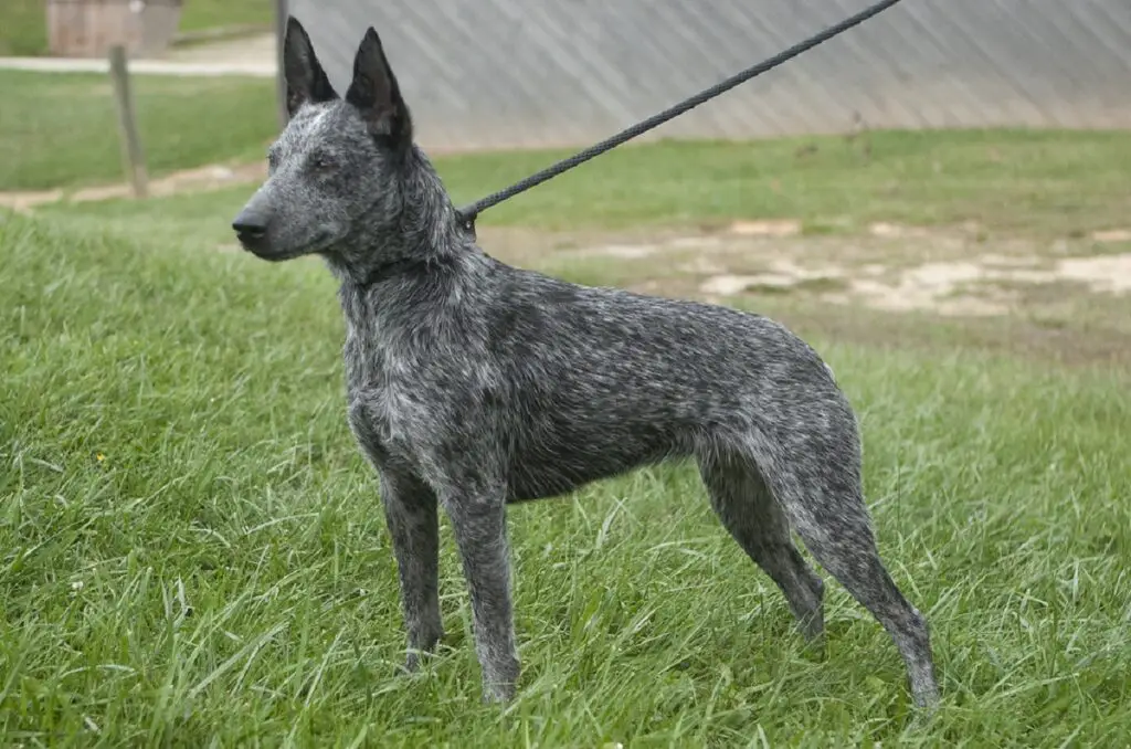 honden geboren zonder staart
