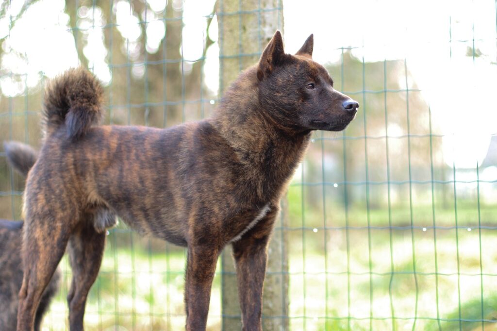 honden uit Azië
