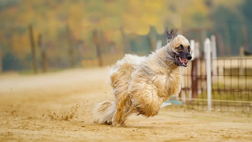 honden in de woestijn
